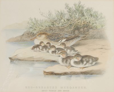 Lot 298 - After Ernest Neale Red Breasted Merganser,...