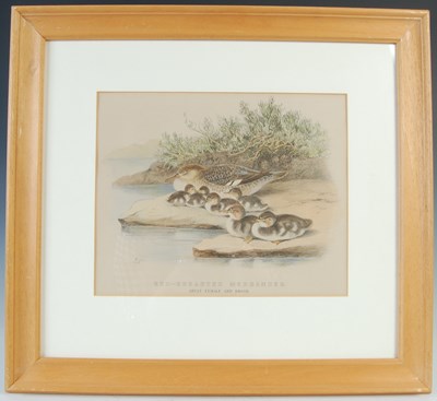 Lot 298 - After Ernest Neale Red Breasted Merganser,...