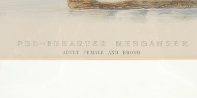 Lot 298 - After Ernest Neale Red Breasted Merganser,...