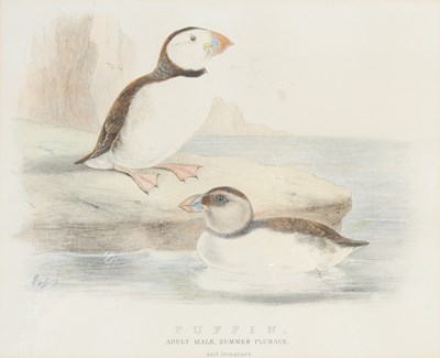 Lot 298 - After Ernest Neale Red Breasted Merganser,...