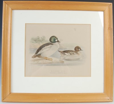 Lot 298 - After Ernest Neale Red Breasted Merganser,...