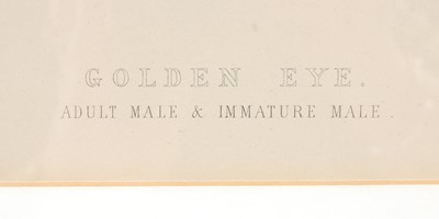 Lot 298 - After Ernest Neale Red Breasted Merganser,...