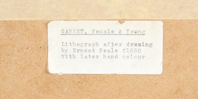 Lot 298 - After Ernest Neale Red Breasted Merganser,...
