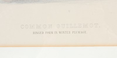 Lot 298 - After Ernest Neale Red Breasted Merganser,...