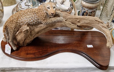 Lot 411 - A resin sculpture of a leopard on a branch,...