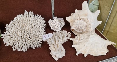 Lot 15 - Five assorted shell and coral specimens.